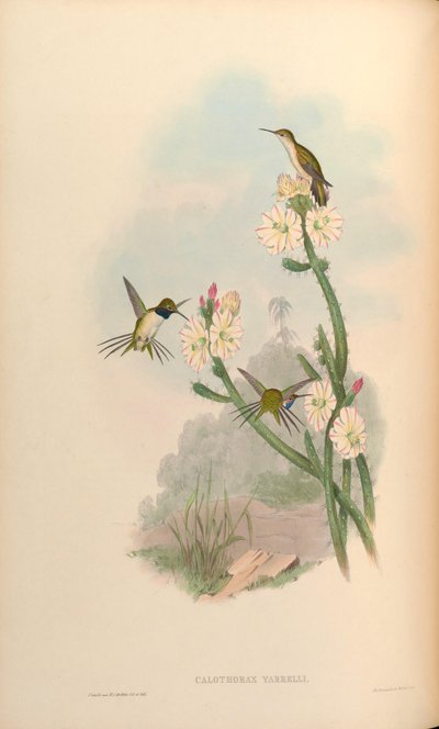 Calothorax yarrelli = Eulidia yarrellii by John Gould
